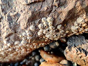 A barnacle is a type of arthropod on rock.