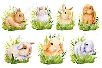 Set bunnies in the grass on an isolated background, painted with watercolor, fluffy rabbit, easter picture