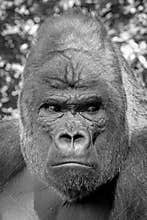 Portrait of a gorilla male