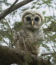 Baby Barred Owl in Ohio