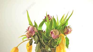 Bamboo wooden trayA fading bouquet of rose roses and yellow tulips flowers timelapse on white background.