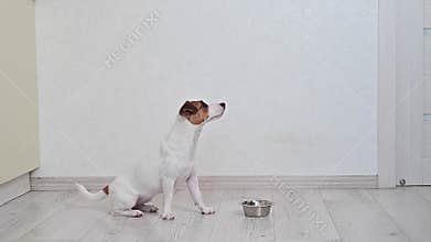 The dog eats dry food from an iron bowl with the permission of its owner. A faceless woman is raising a Jack Russell