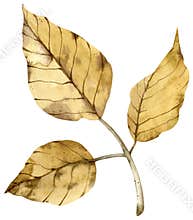 Watercolor autumn yellow branch with leaves isolated on the white background. Fall illustration