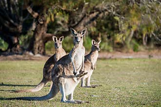 Mob of female kangaroos with joey in the pouch