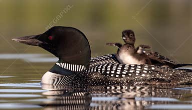 A Common Loon in Maine