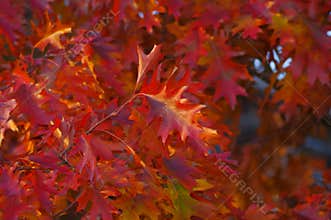 Colorful red, golden and shiny bronze leaves of northern red oak