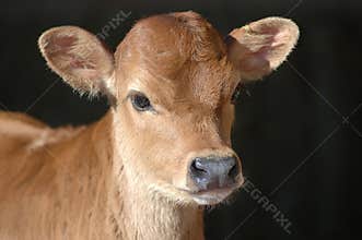 Jersey calf