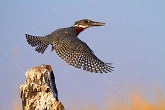 Giant Kingfisher
