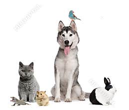 Group of pets in front of white background
