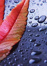 Leaf