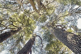 Bottom view of Cedrus Libani trees in Cedars of God forest, Arz, Bsharri, Lebanon