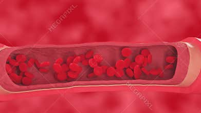 red blood cells flow inside a healthy vessel, cross section artery view.