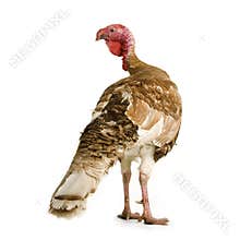 Turkey