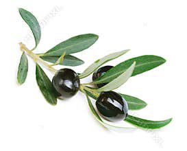 Black Olives