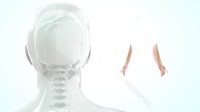 Location of Lacrimal gland in Human