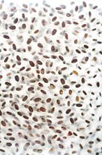 Chia seed in water, background, Healthy food drink