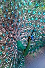 A beautiful peacock with colorful feathers