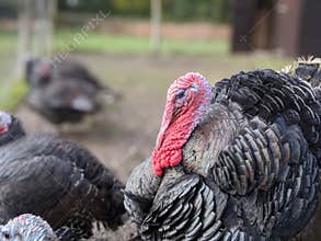 A flock or rafter of turkey&#x27;s with a big red wattle
