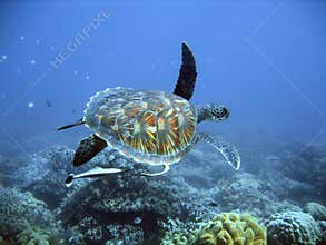 Green sea turtle