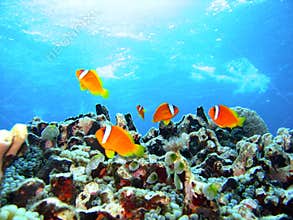 Coral reef fish