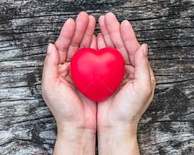 Women’s heart health care, medical concept with healthy red love heart on aging hand support