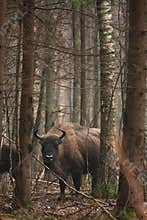 European Bison