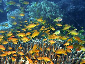Coral reef fish