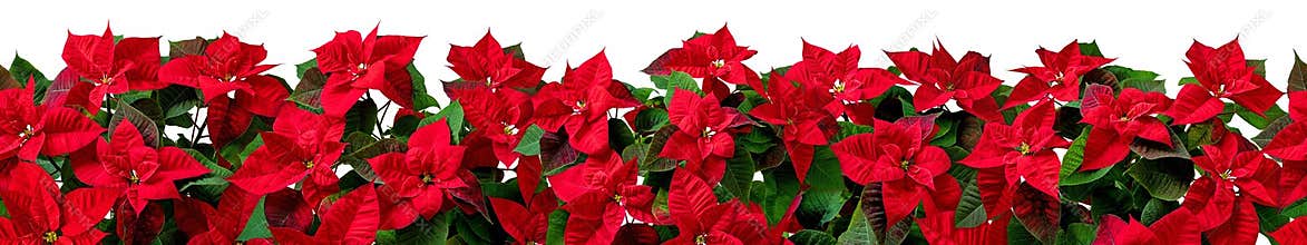 Red poinsettia Christmas flowers horizontal seamless pattern