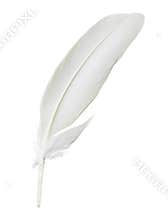 White feather