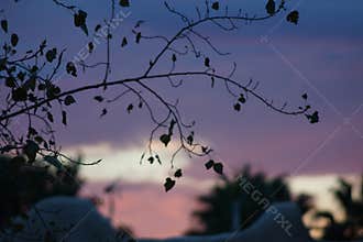 Silhouette shot of leaves on a tree branch with an indigo sky background