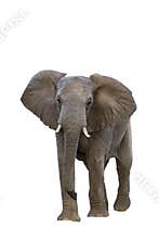 African bush elephant in Kruger National park, South Africa