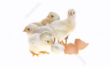 Chicks.