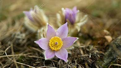 Wild Pulsatilla grandis greater pasque flower blooming bloom detail violet, close-up blooming purple blossom snow
