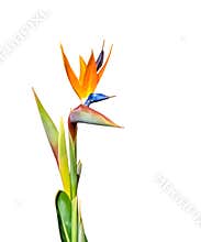 Beautiful bird of paradise flower closeup white  background