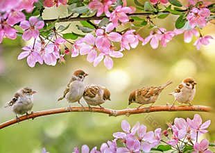funny chicks sparrows sit in spring sunshine on the branches of an apple tree with pink flowers