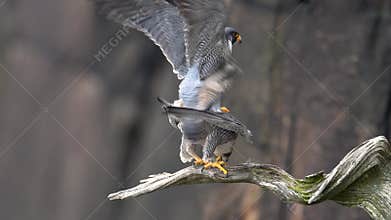 Peregrine Falcon Video Clip in 4k