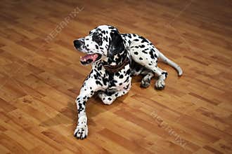 Dalmatian
