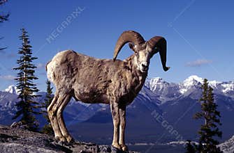 Male Big Horn Sheep