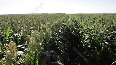 Sorghum plantation during harvest period.