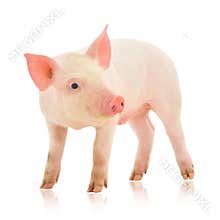 Pig on white