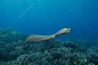 Undulated Moray Eel