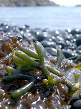 Oregon Coast Seaweed