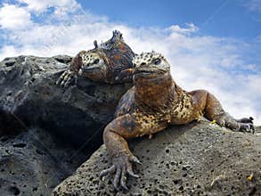 Galapagos marine Iguanas