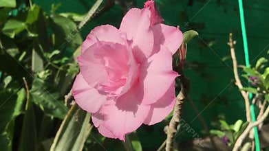 Video of pink azaleas blooming in the garden