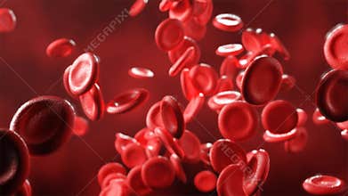 Red blood cells flowing in an artery. 3d video