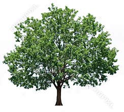 Oak tree