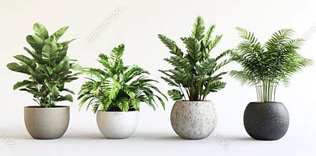 Potted plants isolated on transparent png background for interior decoration, Houseplants for decorating living rooms