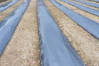Agriculture Land