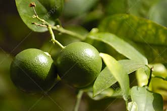 Lime fruit