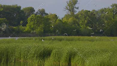 Many river gulls hunt fish in lakes, rivers, and canals.